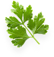 Single leaf image - Amor Cooking