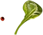 flying salad (1) - Amor Cooking