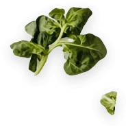 fruits leafs – AmorCooking